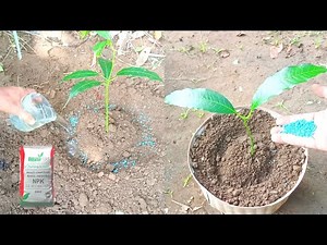 The Best Npk Fertilizer for Mango Trees at Home