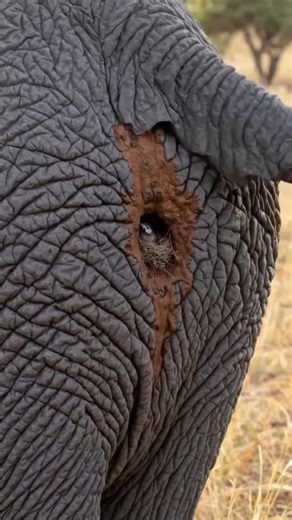 Ronnie Tourist Safari Guide Uganda | During our unforgettable Tanzania Safari 🇹🇿, we witnessed something extraordinary – a bird nesting in the ear or anus of an elephant 🐘! Did... | Instagram