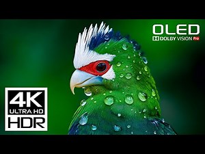 SPECIAL 4K Video 🧿 Dolby Vision 4K 60FPS HDR Video