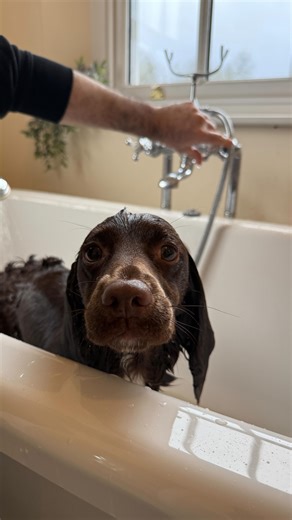Martha Sprocker on Instagram: "Pamper Saturday! 🛁 We’ve been in our new house for a few weeks now and so it was time to give Martha a bath after all of the exploring she’s done! We gave her a good scrub using the Animology Puppy Love shampoo which smells divine 🤌🏼 Followed by Martha have the obligatory post bath zoomies, and a trim by the fire with a cod skin roll as a post bath treat! 🤍 . . . . #grwm #spaniel #doggrooming #sprocker #spanielsofinstagram"