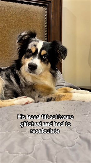 Duet this!! Or at very least Comment your dog’s “trigger word” or sound! #dogheadtilt #headtilt #nashandtimber #dogsoftiktok #australianshepherd