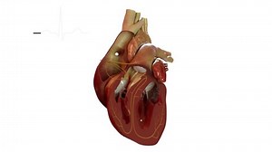 Human heart showing electrical activity in sync with and EGC (EKG)