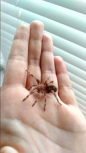 What does a small tarantula look like?
