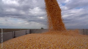 Corn Grain Yield. Grain Auger Of Combine Harvester Pouring Corn Crop in Slow Motion. Agricultural Production Threatened By Drought And High Input Prices.