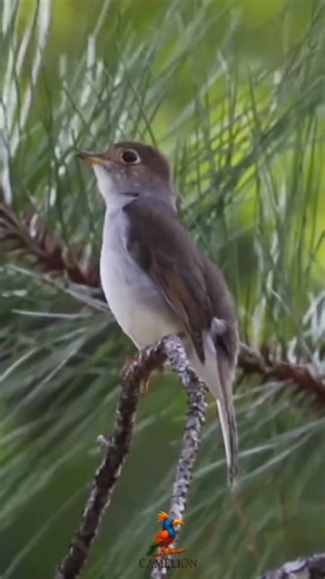 Cucak Kuba: Burung Solitaire Endemik Kuba