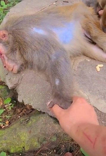 🐶🐱😺🐼🐵#shorts #animals #tiktok #fyp #viral #Wildlife#clips #cuteanimals #funnyanimals #funny #cute #pet #nature #animallovers #zoo #reels #love