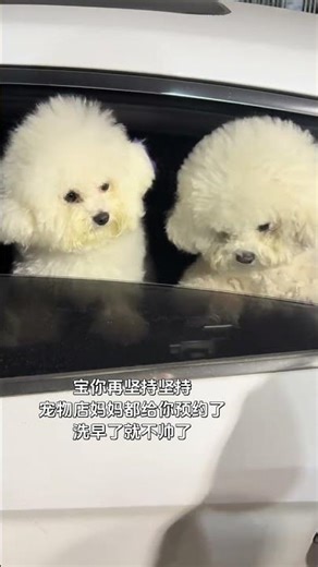 Countdown to the Spring Festival: A Marshmallow Dog's Adventure