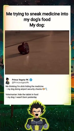 In Terminator 2 (1991) Arnold Schwarzenegger – When Your Dog Detects the Hidden Medicine in His Food