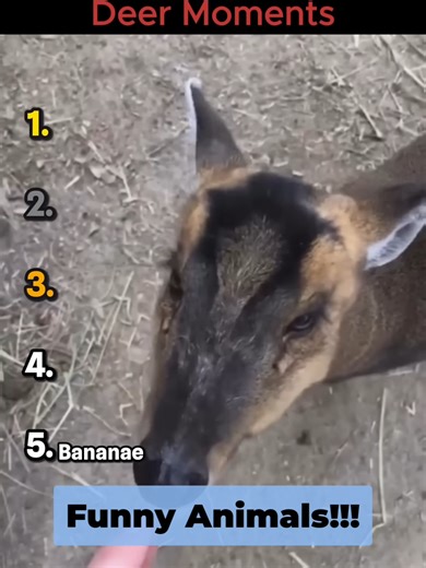 Ranking Funny Deer Moments That Will Make You LOL Again! #ranking #funnyanimals #deer #moments#funnyvideo #funnymoments #funnyanimals #funnyanimalvideos