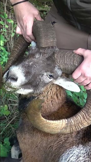Breathtaking mouflon rutting hunt with @copterpro10