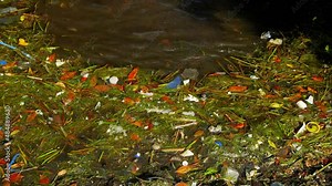 Man made plastic debris and rubbish slowly being washed in the mangroves. High angle shot