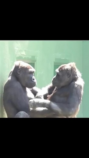 Gorillas and Humans: A Heartwarming Connection
