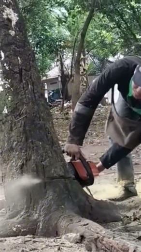 tree felling techniques Woodworking tips and tricks #shortvideo #treecutting #chainsaw