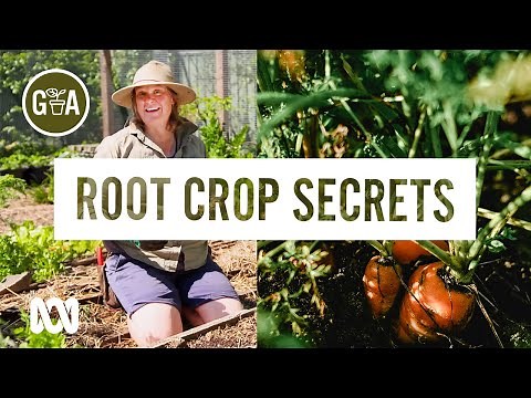 How to Grow Perfect Root Vegetables | Gardening 101 | Gardening Australia