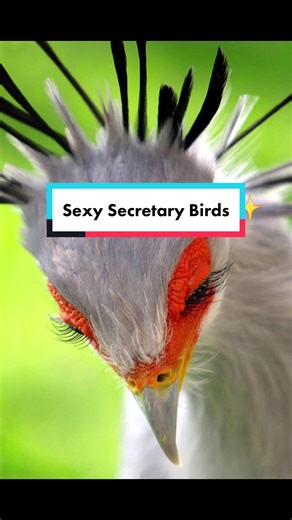 Birdwatching Fun: Enjoying Wildlife and Nature Outdoors