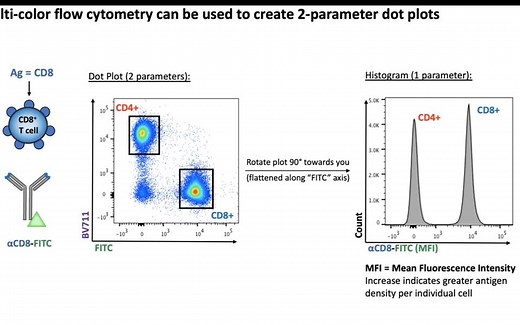 Flow Cytometry /流式细胞结果解读