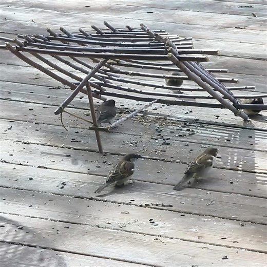 18K views · 185 reactions | Live box trap experiment 瘝 #trapping #hunting | Gettiz | Facebook