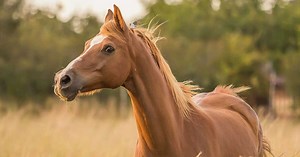 6 infos que vous ignorez sur le cheval