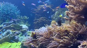 2.6K views · 74 reactions | Our live Coral Reef habitat incorporates both stony and soft corals, as well as anemones and coralline algae. It also features hundreds of types of fish and other marine life. Marine life such as tangs, wrasses, gobies, angelfish, sea cucumbers, snails, crabs, and sea urchins. 視 | Long Island Aquarium | Facebook