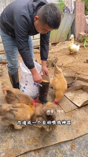 Innovative Life Hacks from a Smart Chicken Farmer