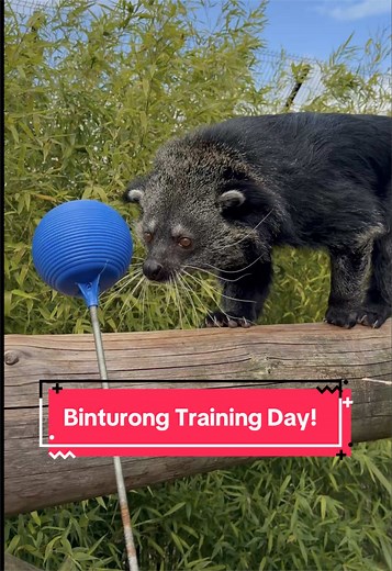 Binturong Training Day! ✨ Join Keeper Amanda training our beloved female binturong Nirvana even if the wind is a little scary! 💨 Binturongs are highly intelligent and naturally curious, and target training encourages them to think, problem solve and stay mentally engaged helping to support natural behaviours. 🤯