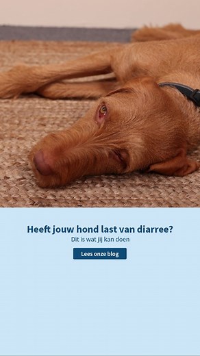 Diarree bij je hond? Geen paniek, maar let wél op 💩 Elke hond heeft weleens een “ongelukje”, maar aanhoudende diarree kan wijzen op iets meer. In deze blog lees je wat de mogelijke oorzaken zijn, wanneer je naar de dierenarts moet én wat je zelf kunt doen om je hond te ondersteunen. | Medpets