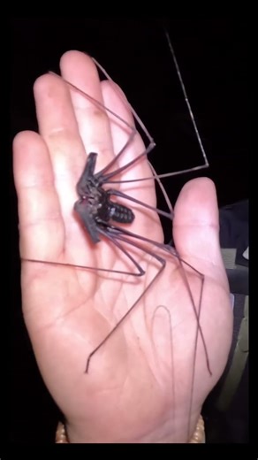 Whip Scorpion in the Rainforest of Ecuador