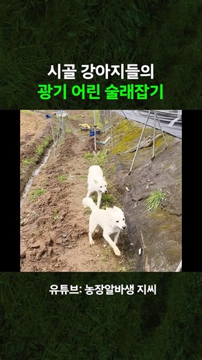 시골 강아지들의 광기 어린 술래잡기
