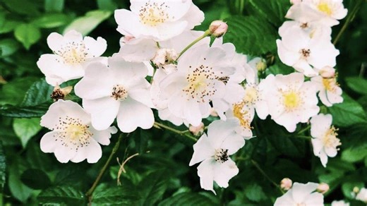 GA lawmakers want to change the state flower after 100 years. Here’s why and the new flower