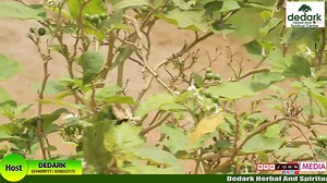 171K views · 10K reactions | Benefits of Leaf of Life : How to Use Kwansu suaa to Cure | Dedark TV | Facebook