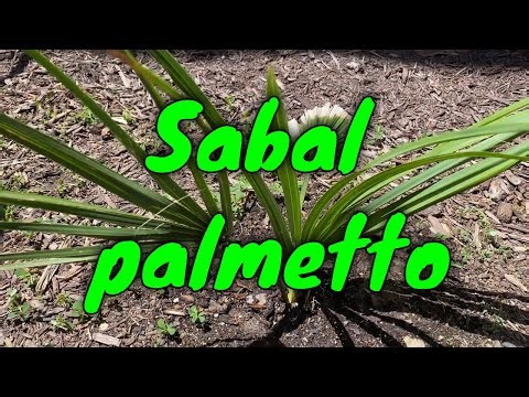 Young Sabal Palmetto and Palmetto Identification