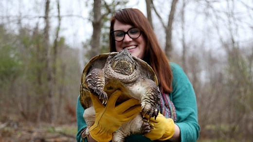 Injured snapping turtle that became a viral sensation returned to the wild