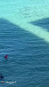 5.6M views · 14K reactions | Hawaiian monk seals are endangered and...