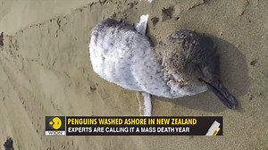 2K views · 89 reactions | #Gravitas | Hundreds of dead penguins are washing up daily on New Zealand's beaches. At least 500 Korora penguins have died in 30 days. Experts say the birds were killed by climate change. Palki S Upadhyay brings you a report | WION | Facebook