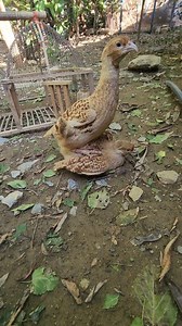 Irani partridge Breeder pair || #iranipartridgepair | Birds Lover 2