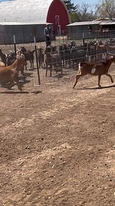 4.4K views · 95 reactions | Thank the good Lord for the recent rains...