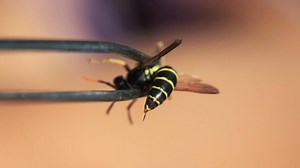 25K views · 153 reactions | DON'T use tweezers to pull out a bee stinger — here's why > https://rach.tv/35TFYye | Rachael Ray Show | Facebook