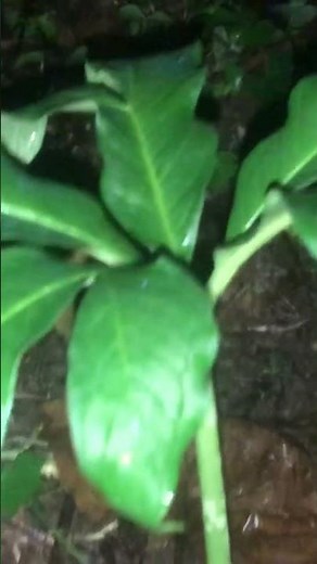 BUNGA BANGKAI & MAKAM MAKAM KUNO