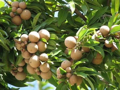 Sapodilla Fruit Tree