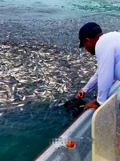 Caught Tuna While Boat Didn’t Move — Shocking Deep Sea Fishing Moment