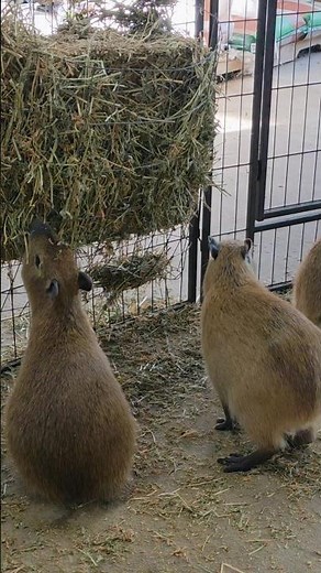 Capybara Zoo