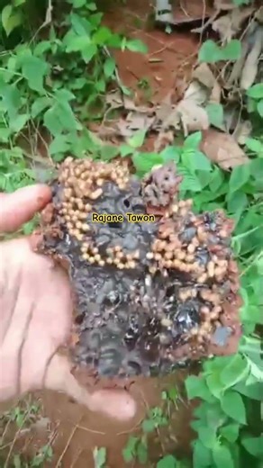 Klanceng Tanah 23feb26