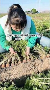 Why is Pooja uprooting carrots? #shorts #youtubeshorts #fruit #carrot #farming #farm