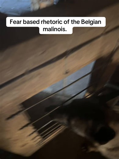 Fear based rhetoric of the Belgian Malinois: You can never truly love a dog that you’re afraid of. Saying negative things about the breed only makes people fear them. How about we educate people on how to raise a Malinois instead of telling them the dog is a terror. This dog in the wrong humans care is the real terror. It’s the people not the dogs! #belgianmalinois #malinois #fear #fake #fyp