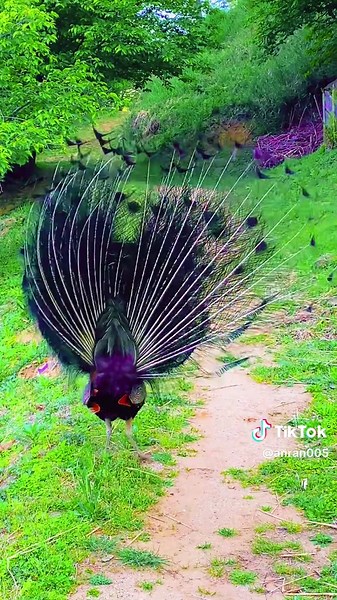 TikTokでクジャクさんをチェック！