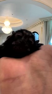 12 reactions | Marmoset monkey #baby #monkey #pet #animals | Entertainment | Facebook