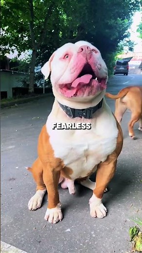 The Most Aggressive Dog? Here’s the Truth