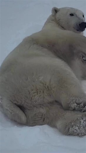 30K views · 19K reactions | Kicking back: you'll spot plenty of polar bears on the tundra asking to be drawn like one of your French girls. Snap a photo and submit it in our scavenger hunt contest! Link in stories. | explore.org | Facebook