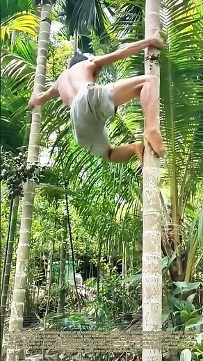 Canopy Commuting: The Vertical Harvest of a Human Squirrel