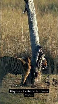 A Day in the Life of Tigers: Fun Facts and Furry Fables #kidslearning #facts #wildlife #educational